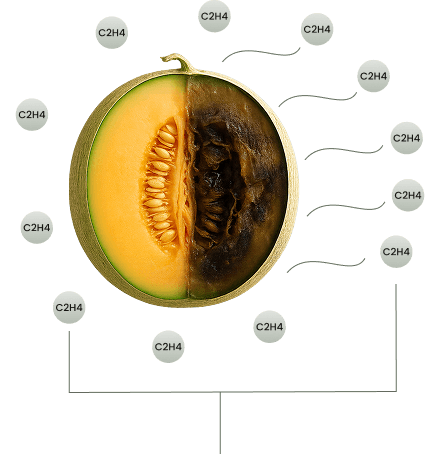 Ilustrasi gas etilen pada buah melon